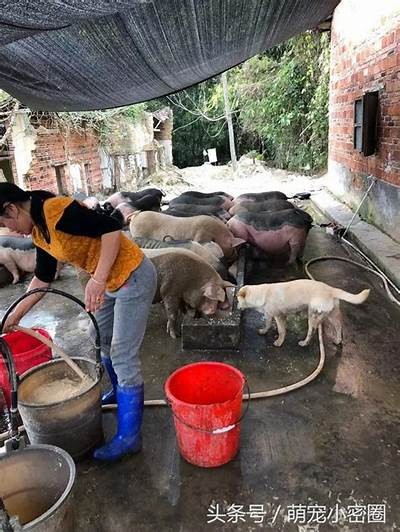 《狗镇》完整影片观看方式分享与讨论，欢迎探索这部经典电影的深层含义。