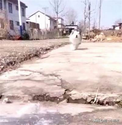 《狗镇》完整影片观看方式分享与讨论，欢迎探索这部经典电影的深层含义。